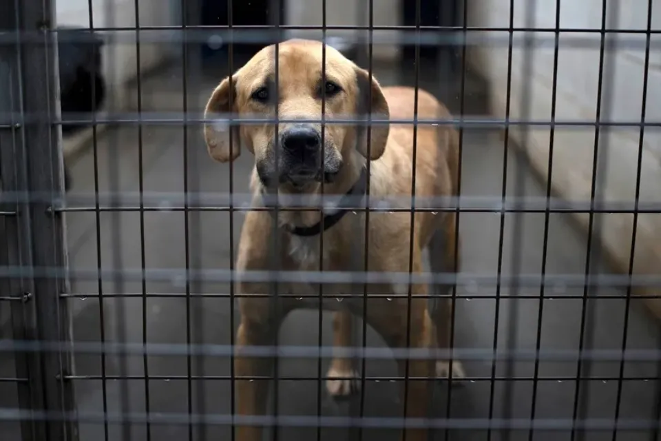 Mascotas abandonadas en España  EFE