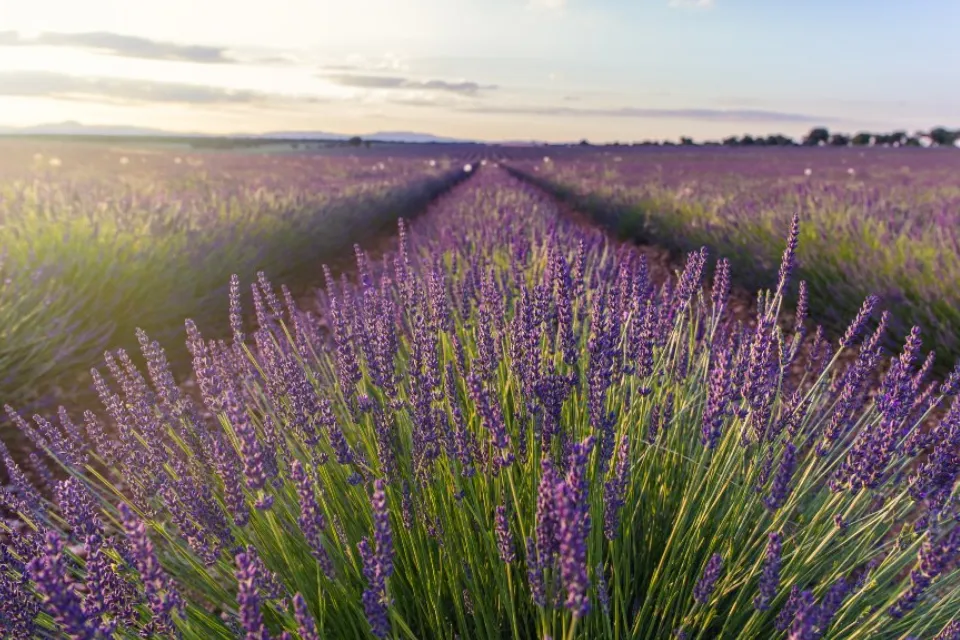 Campos de Lavanda de Brihuega Campos de Lavanda de Brihuega