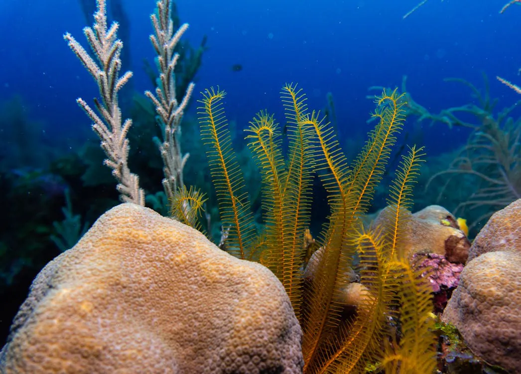 free-photo-of-naturaleza-piedras-plantas-submarino