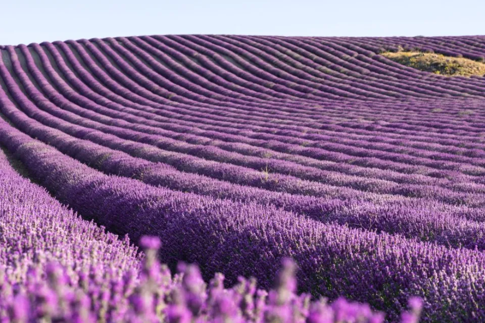 Campos de Lavanda de Brihuega Campos de Lavanda de Brihuega