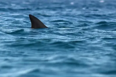 Tiburón causa revuelo en playa de Gran Canaria (Archivo) | Foto: RRSS