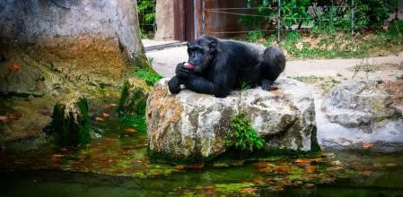 Zoo barcelona
