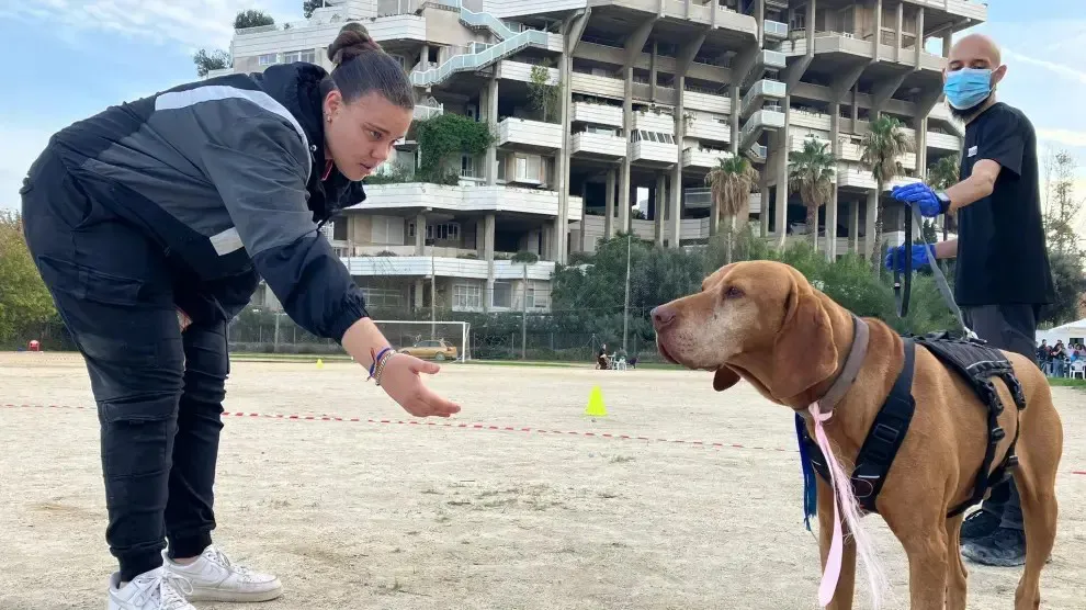 600 animales afectados por la dana 20minutos