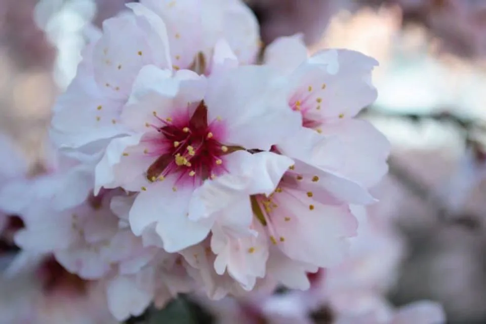 almendros florecidos - Madrid Secreto/Kus Cámara/Flickr almendros florecidos - Madrid Secreto/Kus Cámara/Flickr