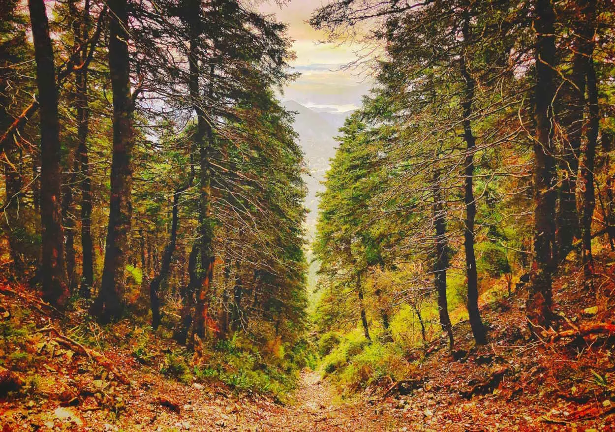 el-parque-natural-de-la-sierra-de-grazalema-ofrece-al-visitante-la-oportunidad-de-contactar-con-la-naturaleza-foto-diputacion-provincial-de-cadiz