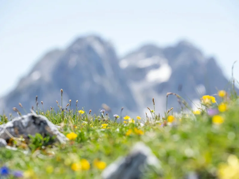 montañas-verdes-de-andorra-con-flores-silvestres-y-senderos-en-primavera