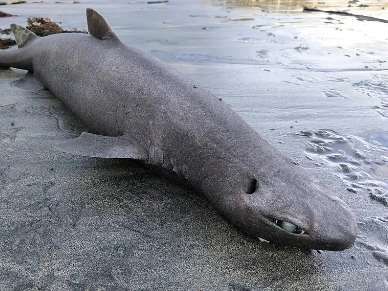 tiburon-foca-hallado-playa-asturias-investigacion-cientifica-cepesma|Foto: Luis Laria/EFE