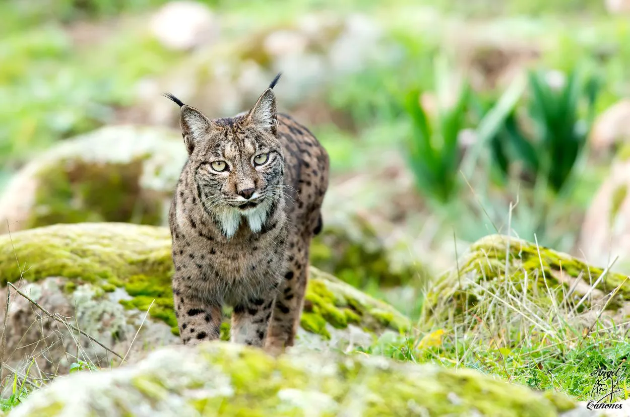 un-lince-ibe-rico-en-el-parque-natural-sierra-de-andu-jar-foto-diputacio-n-provincial-de-jae-n