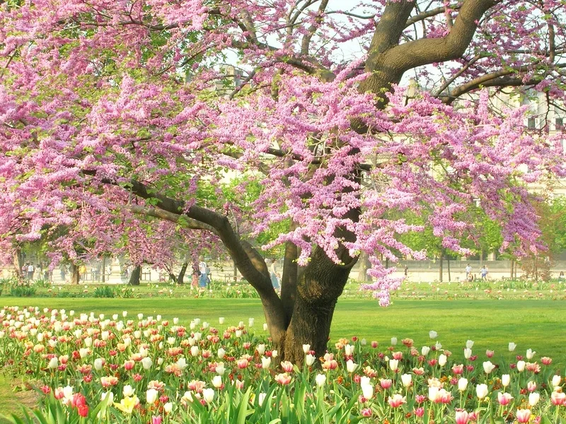 equinoccio-marzo-inicio-primavera-2026-espana