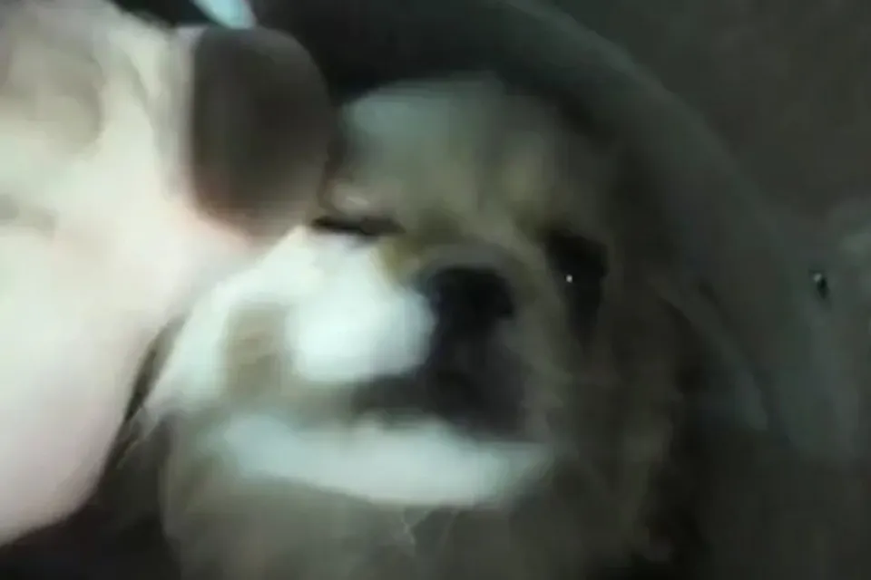 Rescatan a un cachorro que llevaba tres horas atrapado 