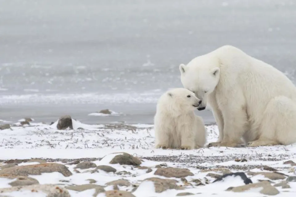 Una mamá y su cachorro oso polar - (Canadá) La Vanguardia/Erinn Hermsen Una mamá y su cachorro del año cerca de Churchill, Manitoba (Canadá) Erinn Hermsen