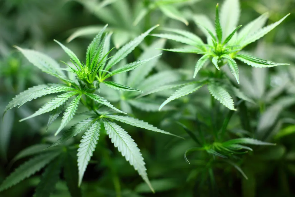 marihuana-actualidad
