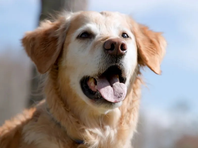 Hunter, el golden retriever superviviente que a los 9 años fue diagnosticado con cáncer|Foto: 20minutos/Deana Hudgins Vacuna experimental contra cáncer canino aumenta supervivencia en perros con osteosarcoma agresivo  
   
