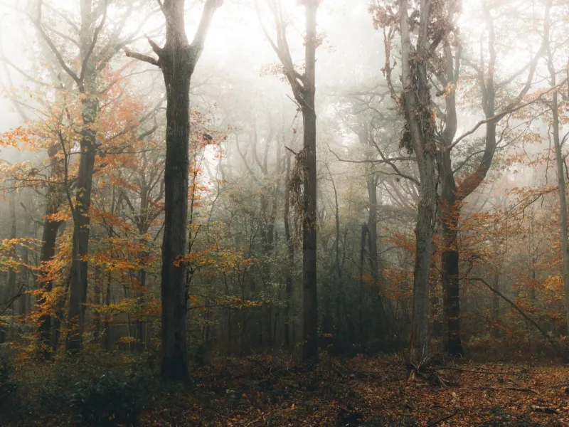 Conoce este bosque en Galicia que deslumbra en otoño