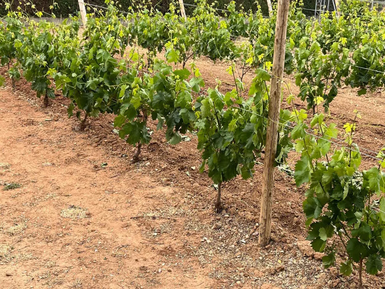 Los viñedos que rodean al pueblo - Foto - Ayuntamiento de Briñas