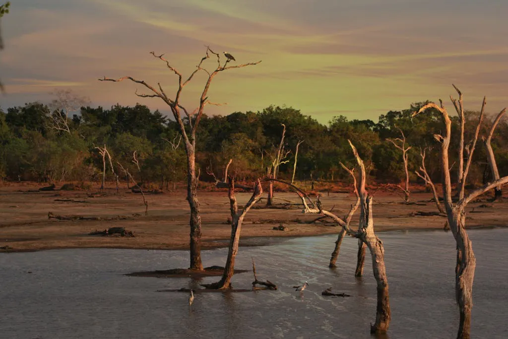 Consecuencias de la Sequía