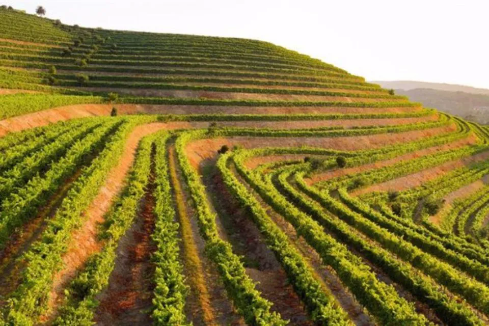 Viñedos de Altos de Torona|Foto: Europa Press/Altos de Torona Altos de Torona: tradición y modernidad en cada copa de vino