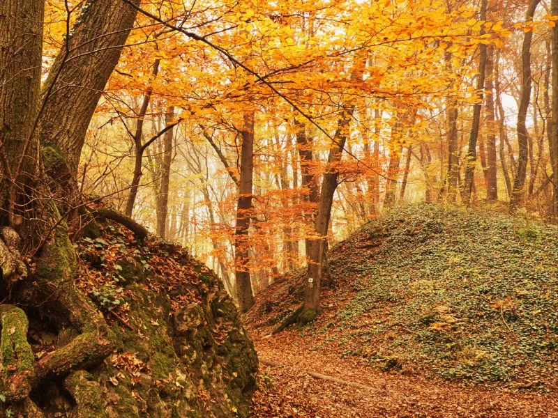 siete-maravillas-naturales-espana-noviembre Las siete maravillas naturales de España en noviembre: bosques milenarios, lagunas y viñedos teñidos de rojo