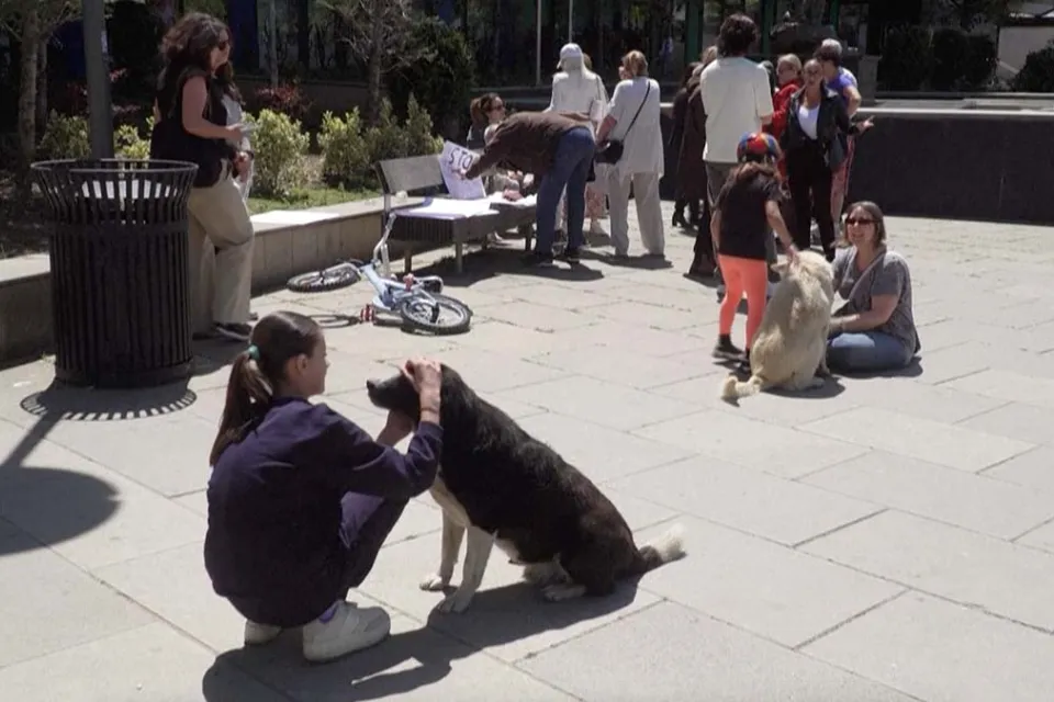 Kosovo perros callejeros / AFP 