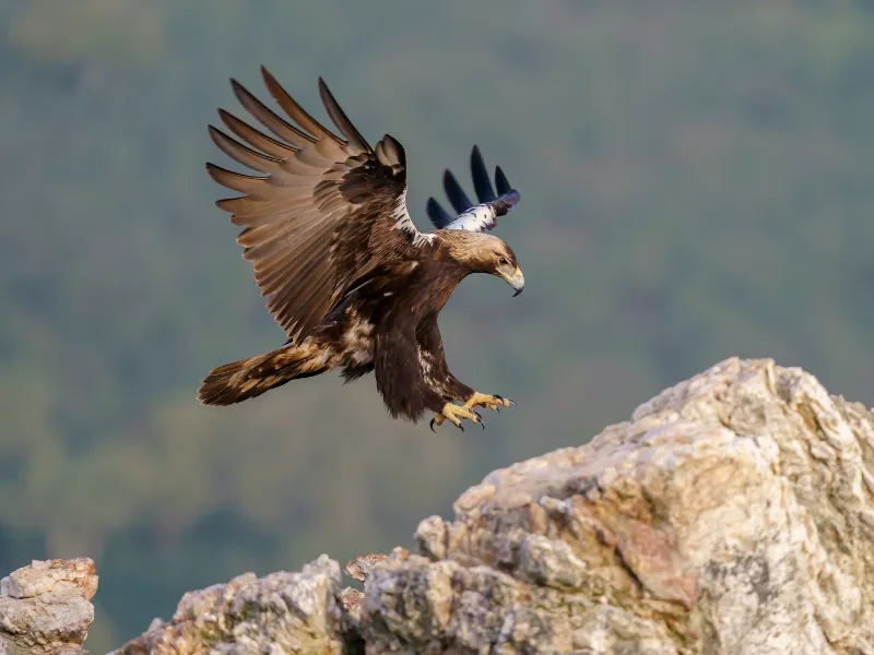 665 animales muertos: la Guardia Civil destapa red de veneno y caza ilegal