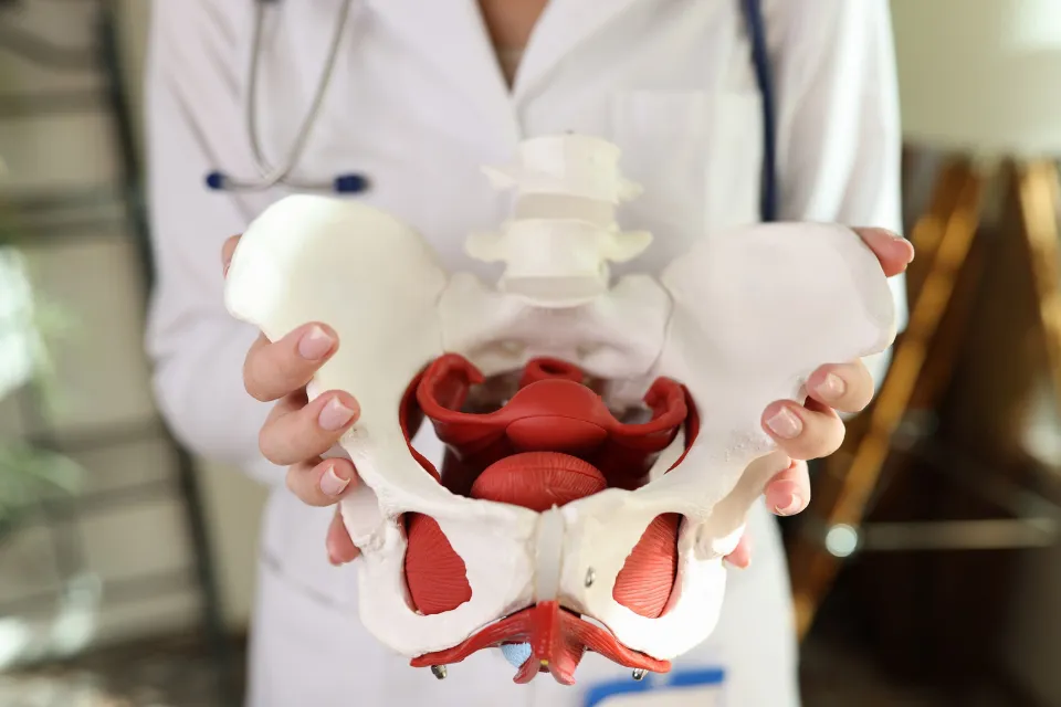 Pelvis - salud y bienestar 
