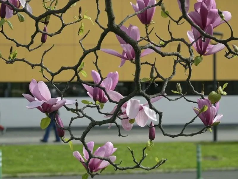 primavera-aemet-temperaturas-altas-en-espana|Foto: EFE 