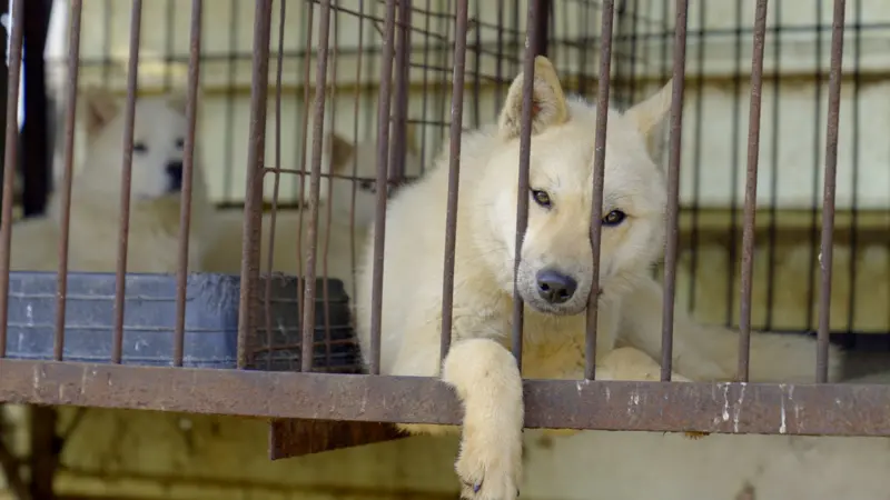 Corea del Sur: ¿Qué hacer con medio millón de perros tras prohibir el consumo de su carne?|Foto: BBC News/Hyunjung Kim