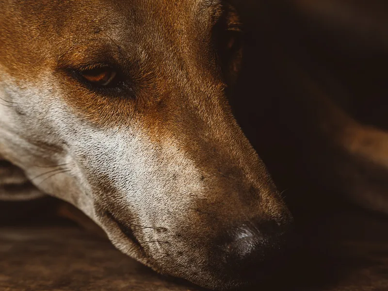 perros-callejeros-sacrificio-vacunacion-esterilizacion