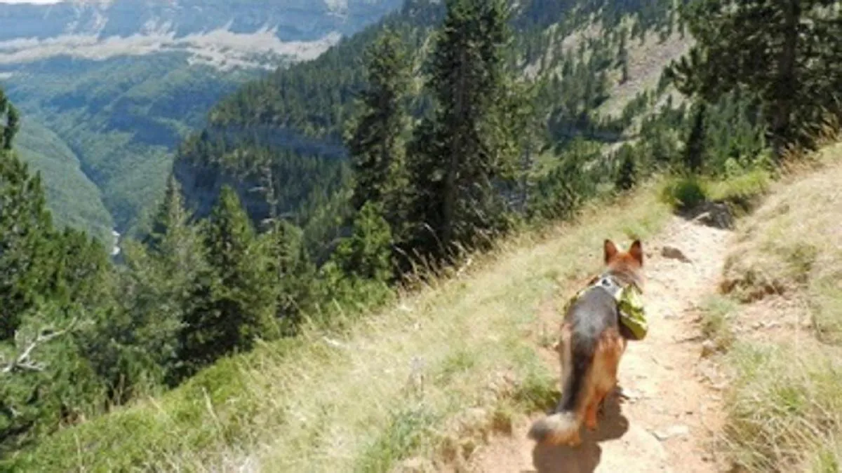 Mascotas en parque nacionales 
