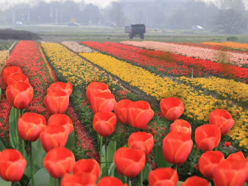 jardin-keukenhof-lisse-paises-bajos-tulipanes-primavera