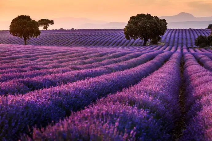 Campos de lavanda en Brihuega, Guadalajara, Castilla-La Mancha|Foto: Europa Press/Rafael Martín