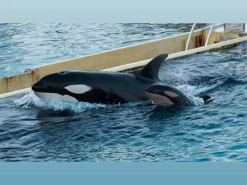 Las orcas Wikie y Keijo|Foto: 20minutos/Getty Images