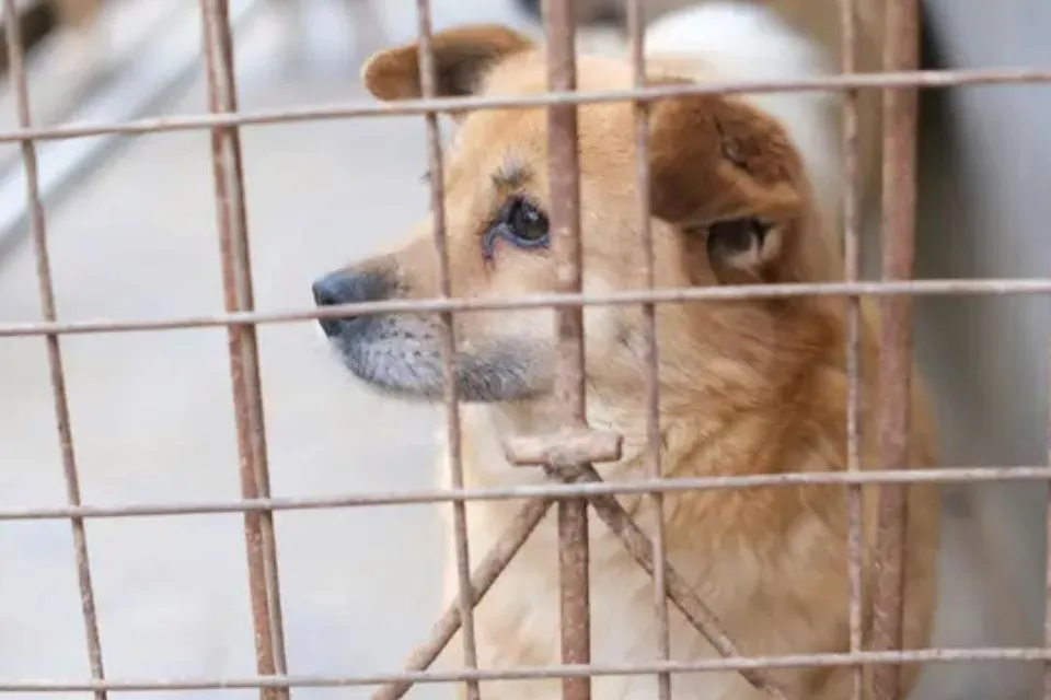 Kiwoko promueve la adopción de perros y gatos|Foto: Europa Press/Kiwoko-ilunion