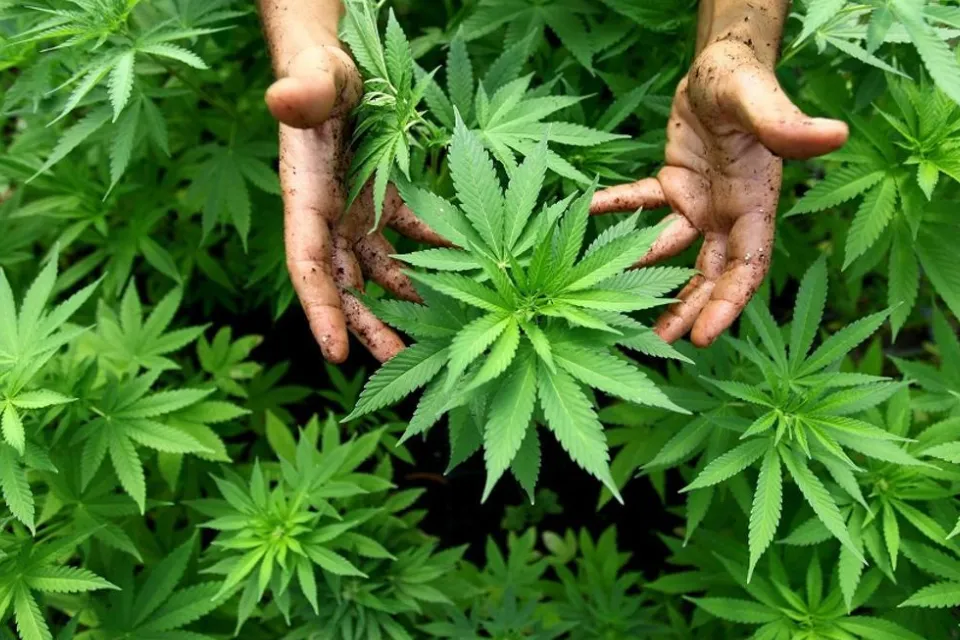 cannabis cultivo legal