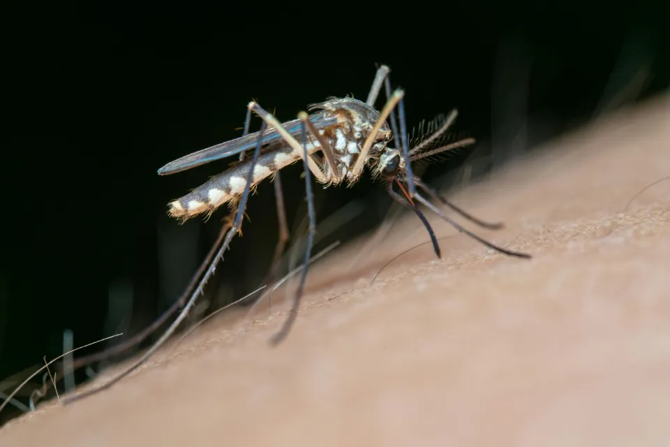 Nuevo fármaco prometedor contra la malaria Nuevo fármaco prometedor contra la malaria: convierte la sangre en veneno para los mosquitos