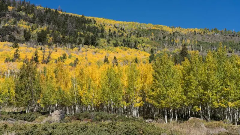 Pando - el árbol de más de 40 hectáreas - Utah - EEUU - Getty Images 