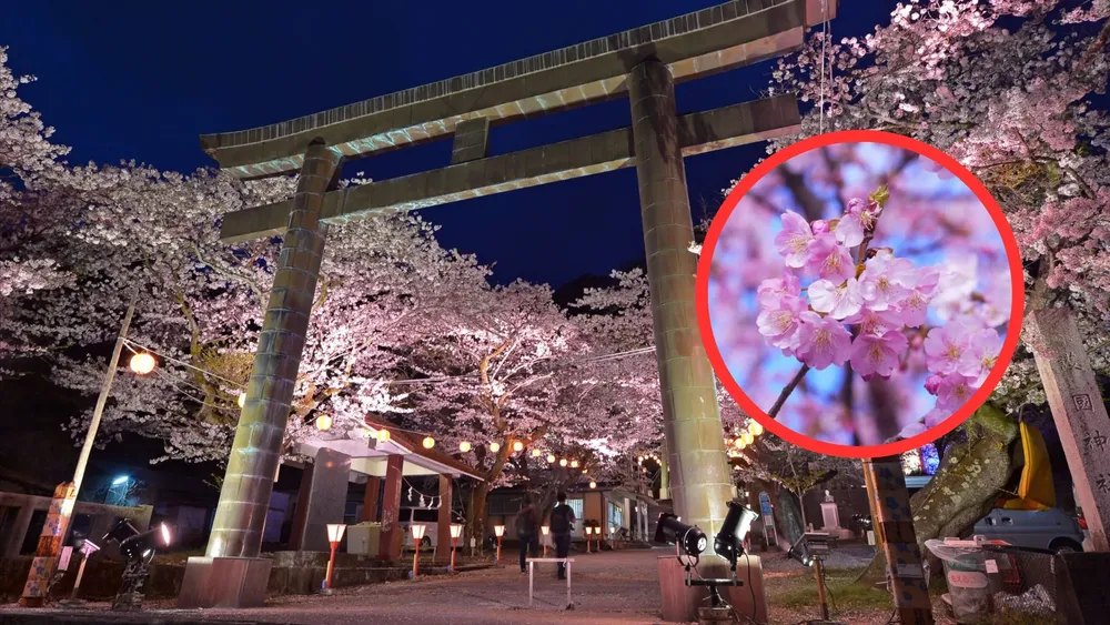 Se cancela el Festival de los Cerezos en Japón por turismo masivo | Foto: JNTO