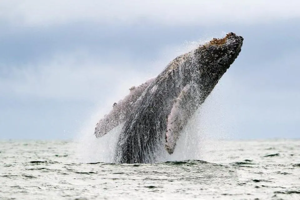 Una ballena - Foto: ABC