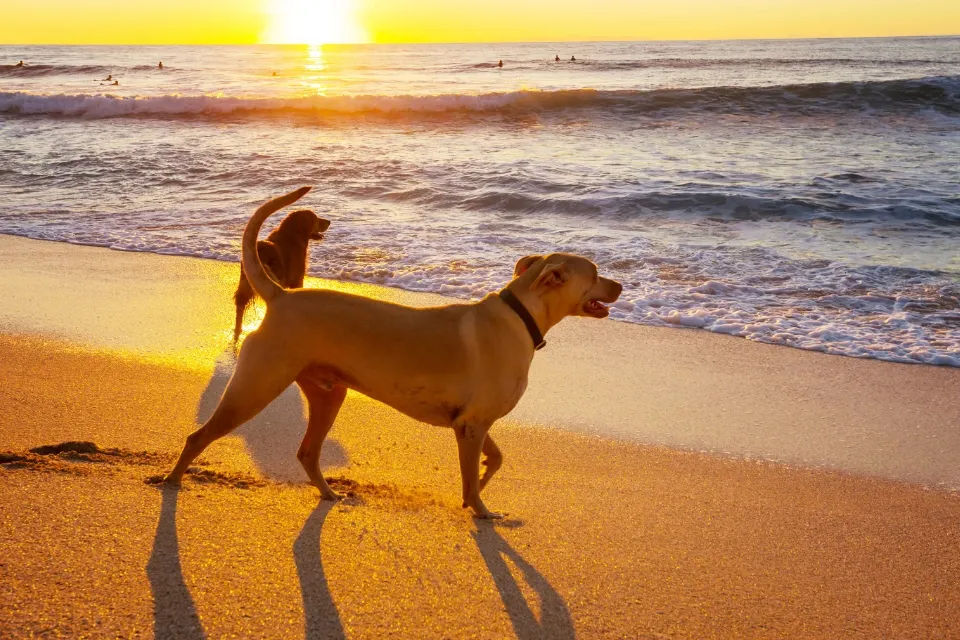 Conoce las playas españolas que permiten perros este verano
