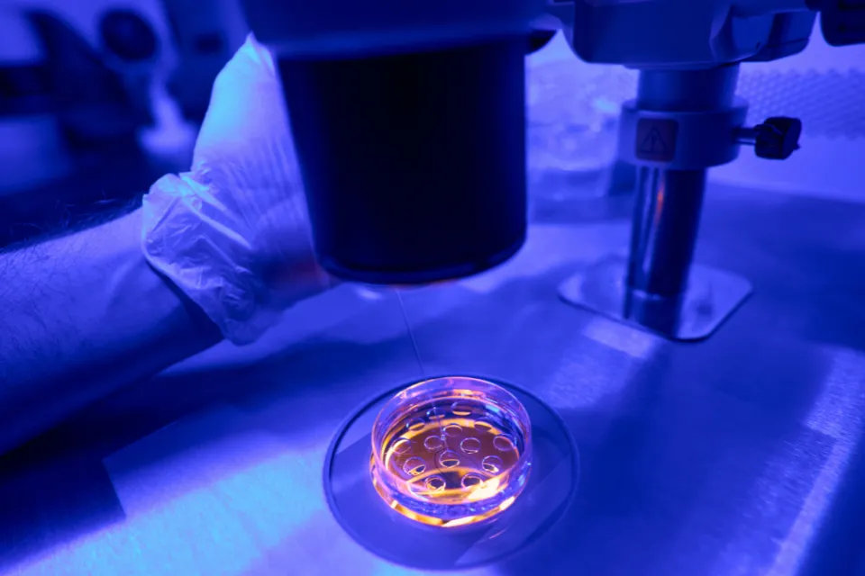 Fertilización In Vitro