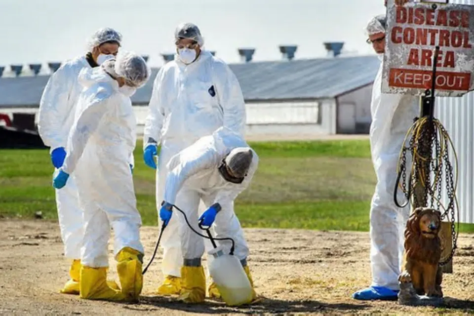 Trabajadores desinfectan una granja durante el anterior-brote-gripe aviar-EEUU- Foto: El Diario.es/Glen Stubbe/Getty