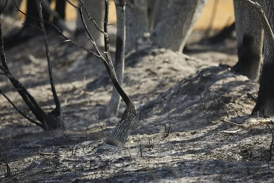 Incendios forestales en España: área afectada por el incendio declarado en Calera y Chozas (Toledo)|Foto: EFE/Manu Reino