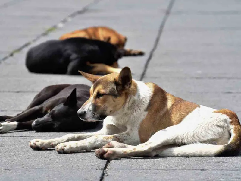 2PERROS