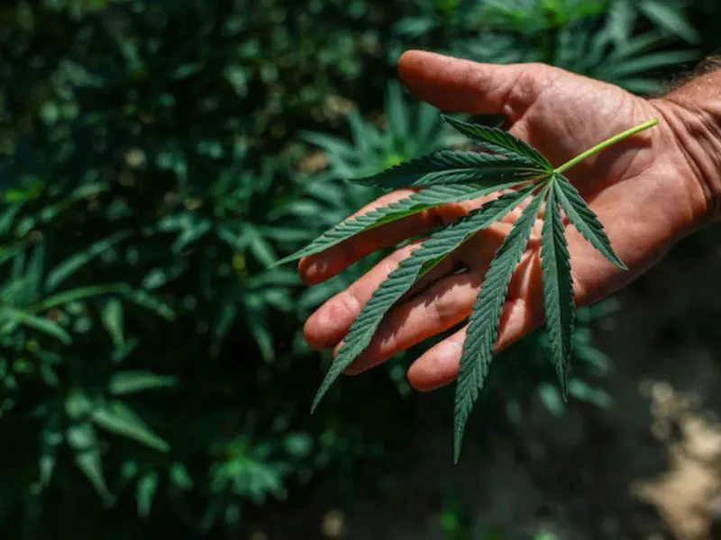 trump-firma-orden-cannabis|Foto: Valeria Mongelli/Bloomberg