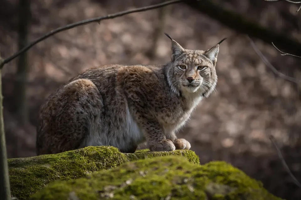 El lince ibérico alcanza en 2024 un nuevo máximo histórico