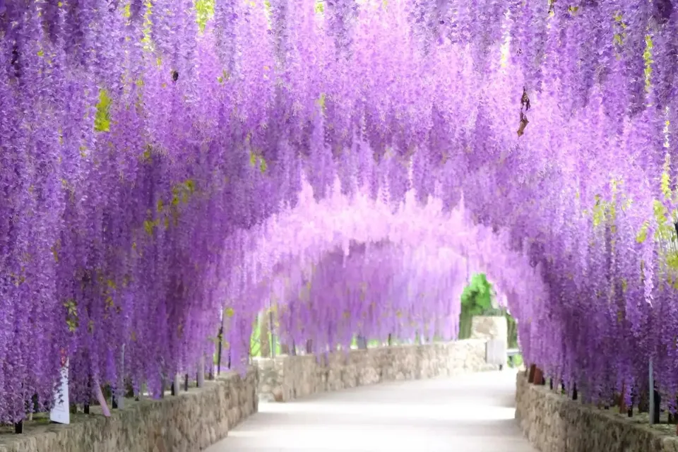 Flores violetas en el jardín de Japón|Foto: National Geographic/Adobe Stock Un cielo de flores violetas cubre el jardín de Japón
