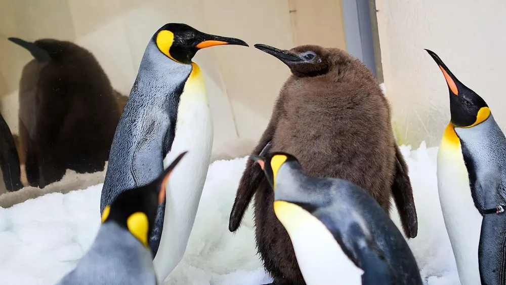 Pesto, el pingüino rey más grande - Australia
