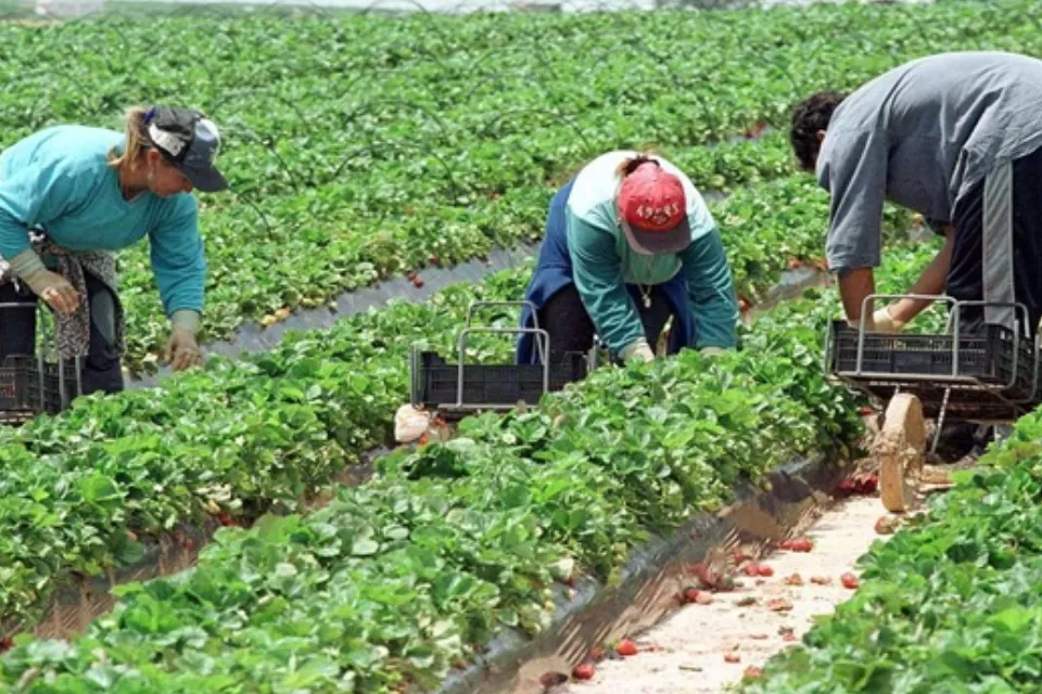 Migrantes explotados industria agrícola europea 