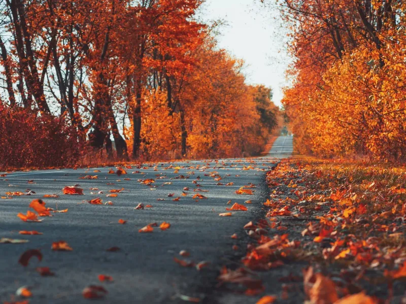 Tres países europeos ideales para recorrer en autocaravana este otoño Descubre los mejores destinos europeos para viajar en autocaravana este otoño: paisajes únicos, cultura y libertad en Alemania, Italia y Noruega