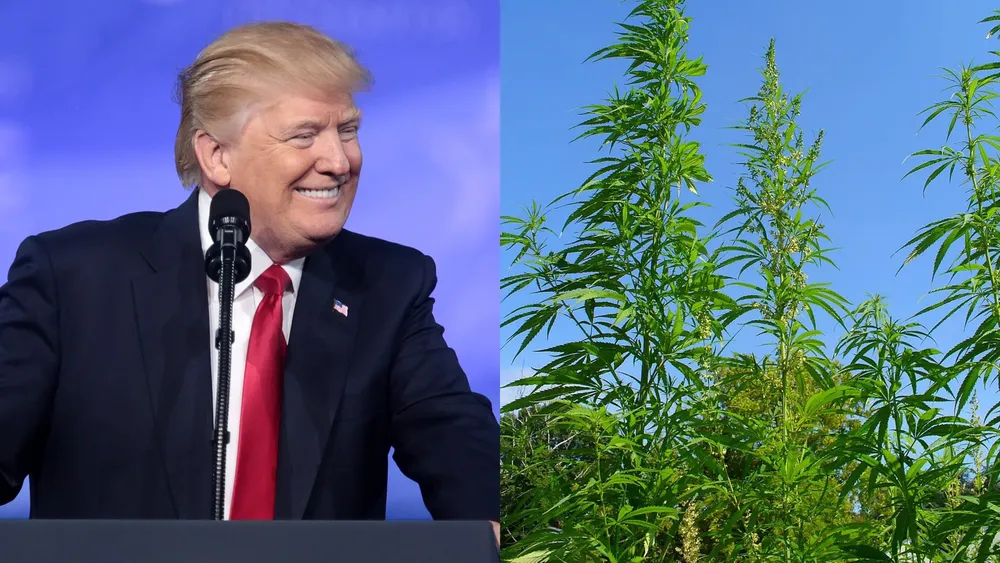 Trump ordena reclasificar el cannabis a una sustancia de menor riesgo | Foto: Wikimedia Commons 